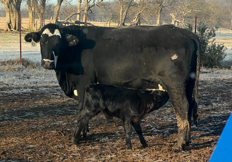 Cattle For Sale