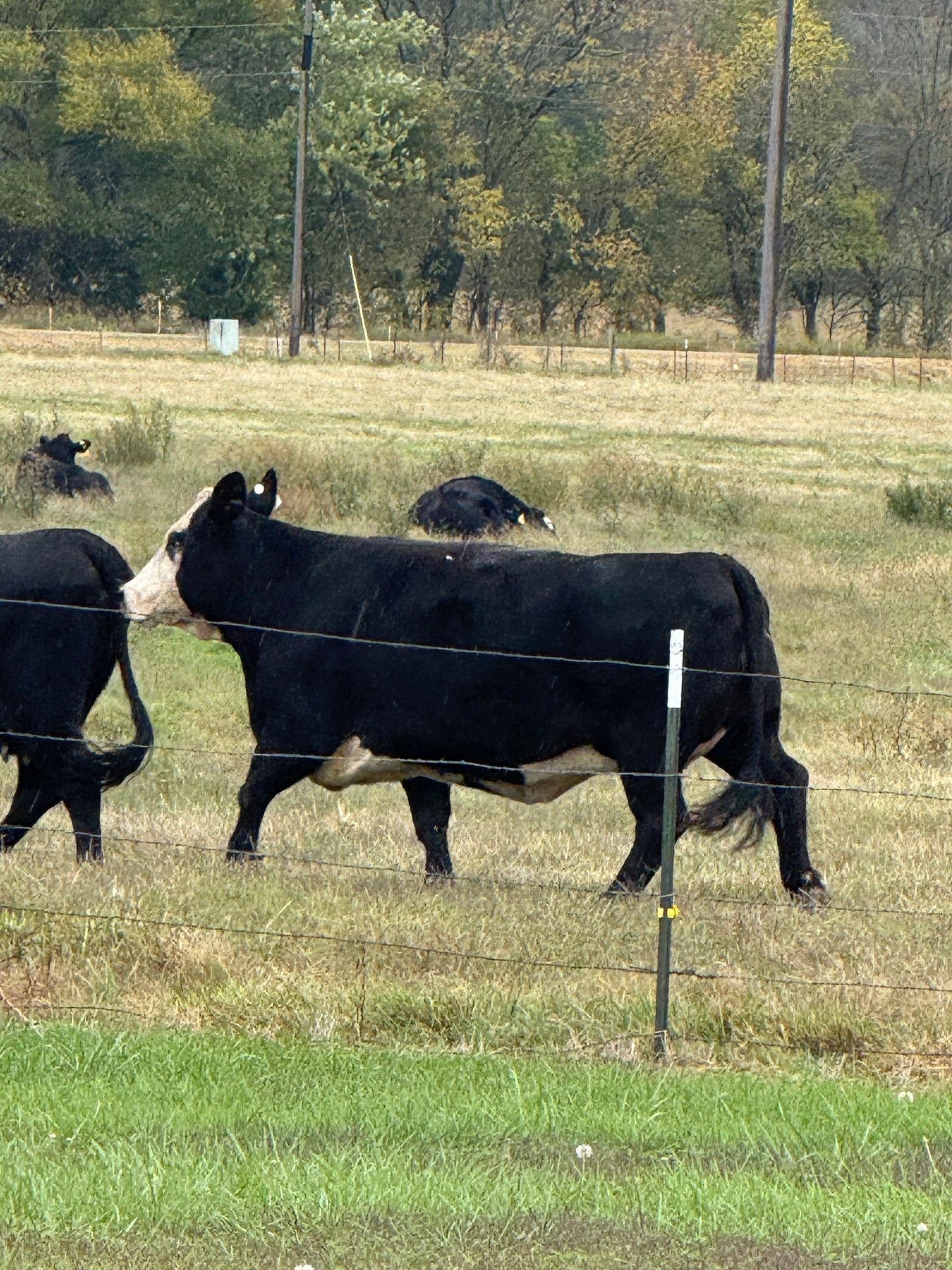 Cattle