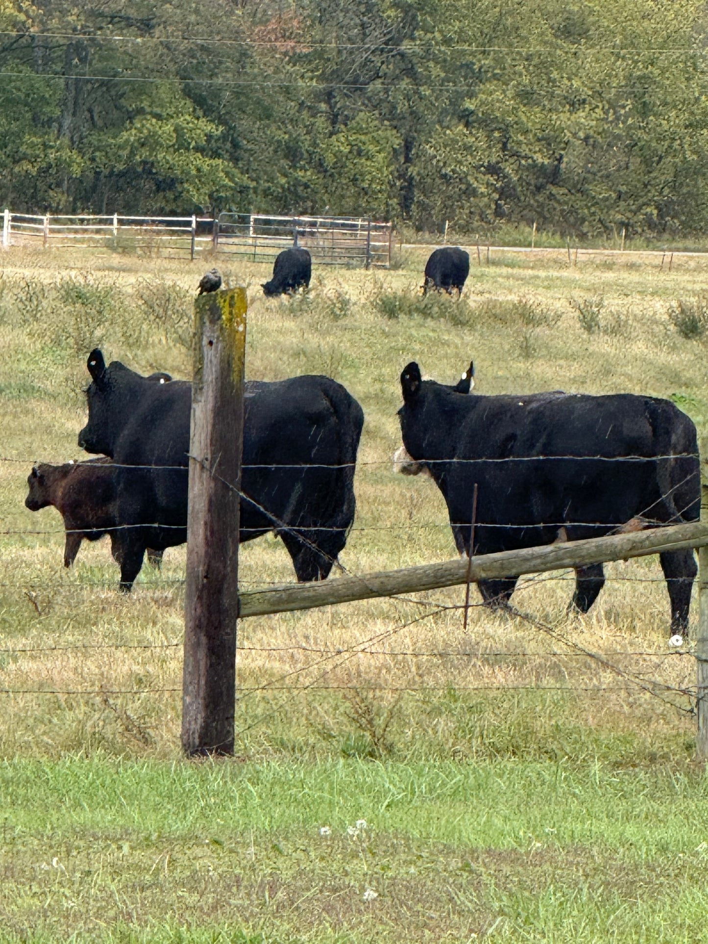 Cattle