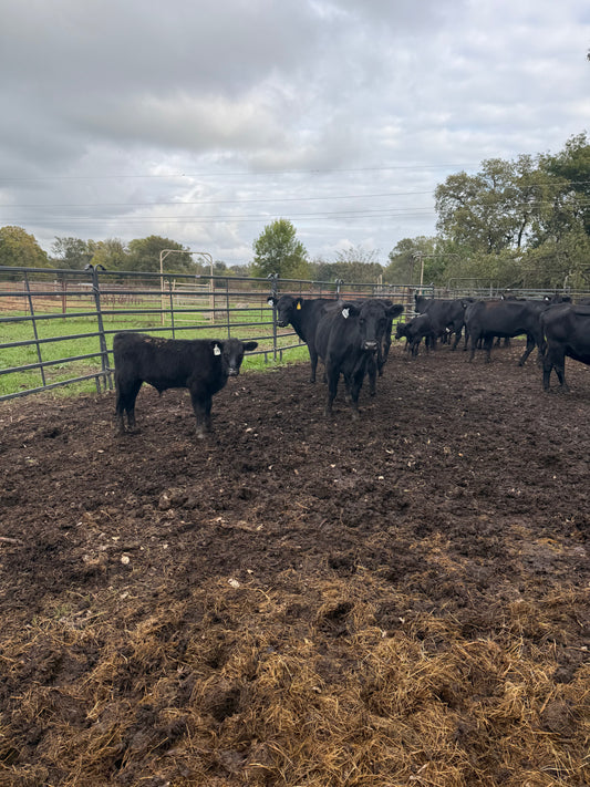 Cattle